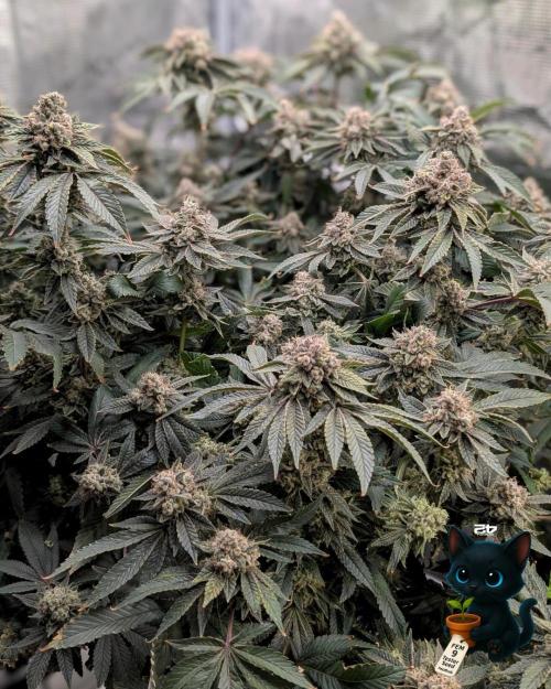 FEM 9 Photo Tester - Catlife420. Week 19 - 3-2  
Day 129  .
Day 83