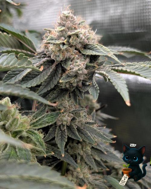 FEM 9 Photo Tester - Catlife420. Week 19 - 3-2  
Day 129  .
Day 83