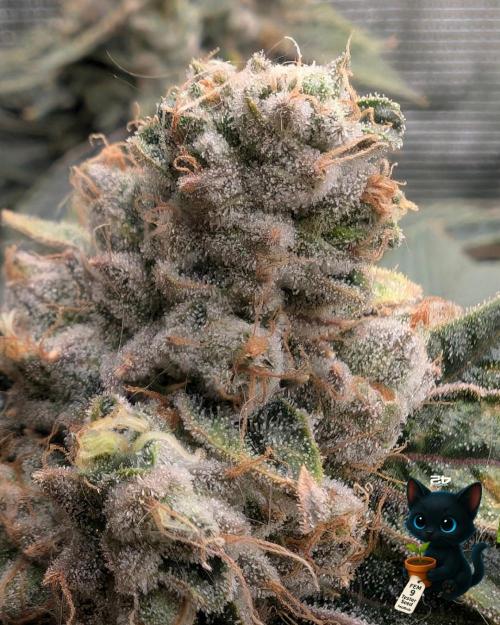 FEM 9 Photo Tester - Catlife420. Week 19 - 3-2  
Day 129  .
Day 83