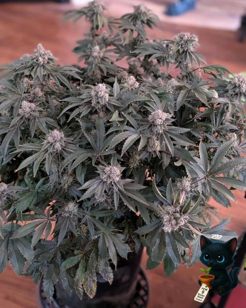 FEM 9 Photo Tester - Catlife420. Week 19 - 3-2  
Day 129  .
Day 83