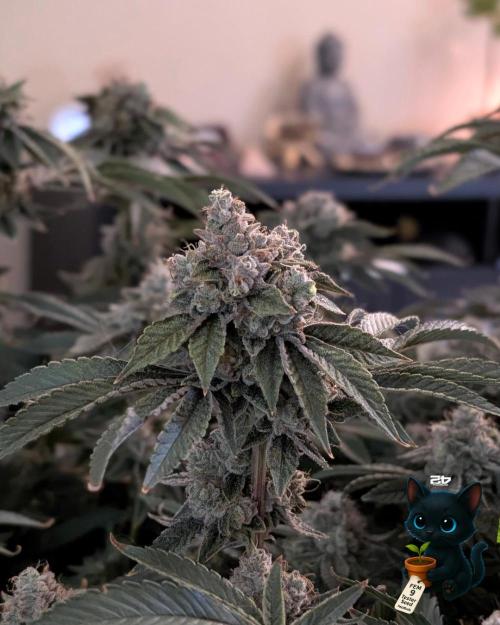 FEM 9 Photo Tester - Catlife420. Week 19 - 3-2  
Day 129  .
Day 83