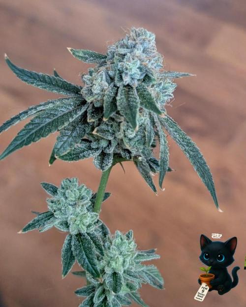 FEM 9 Photo Tester - Catlife420. Week 19 - 3-2  
Day 129  .
Day 83