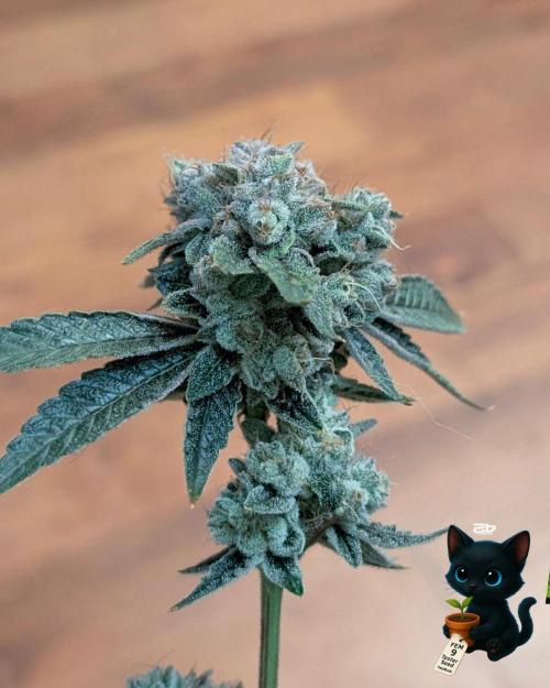 FEM 9 Photo Tester - Catlife420. Week 19 - 3-2  
Day 129  .
Day 83