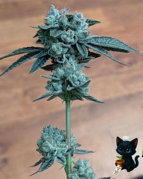 FEM 9 Photo Tester - Catlife420. Week 19 - 3-2  
Day 129  .
Day 83