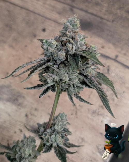 FEM 9 Photo Tester - Catlife420. Week 19 - 3-2  
Day 129  .
Day 83