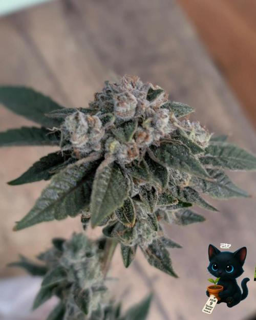 FEM 9 Photo Tester - Catlife420. Week 19 - 3-2  
Day 129  .
Day 83