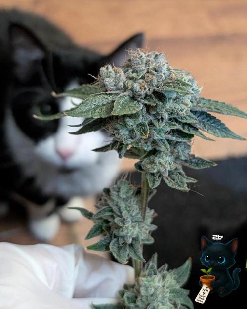 FEM 9 Photo Tester - Catlife420. Week 19 - 3-2  
Day 129  .
Day 83