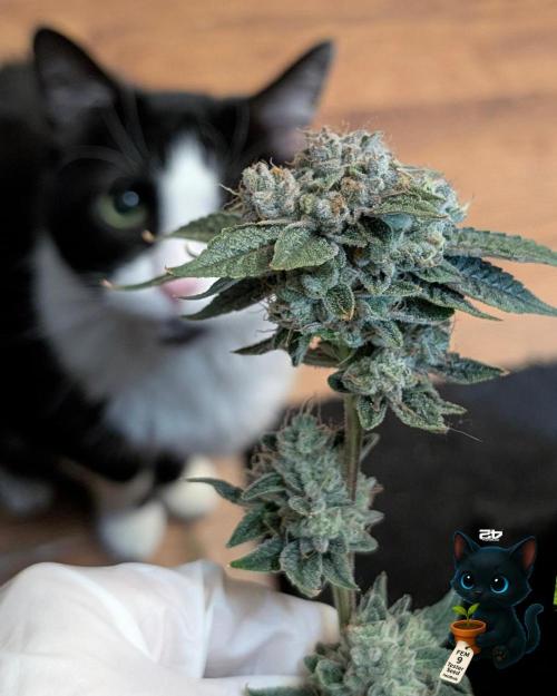 FEM 9 Photo Tester - Catlife420. Week 19 - 3-2  
Day 129  .
Day 83
