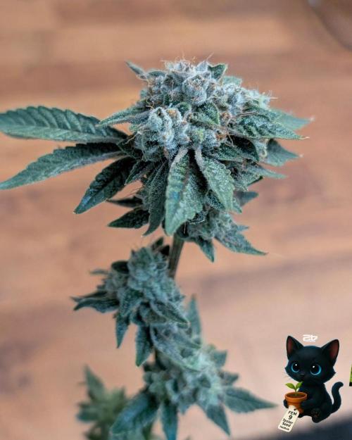 FEM 9 Photo Tester - Catlife420. Week 19 - 3-2  
Day 129  .
Day 83