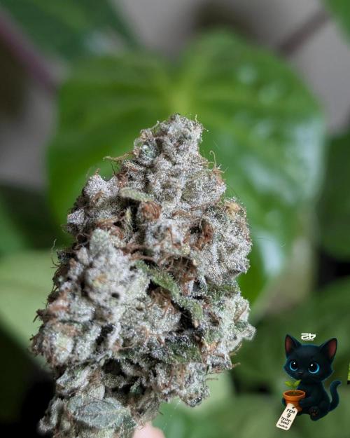 FEM 9 Photo Tester - Catlife420. Week 20
