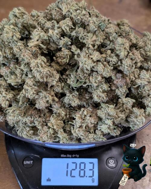 FEM 9 Photo Tester - Catlife420. Week 20