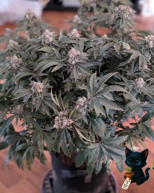 FEM 9 Photo Tester - Catlife420. Week 20 - 3-2
Day 129
Day 83