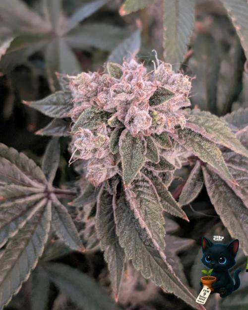 FEM 9 Photo Tester - Catlife420. Week 20 - 3-2
Day 129
Day 83