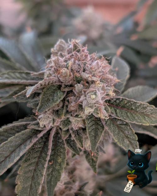 FEM 9 Photo Tester - Catlife420. Week 20 - 3-2
Day 129
Day 83
