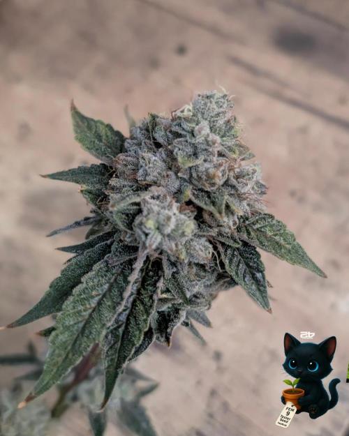 FEM 9 Photo Tester - Catlife420. Week 20 - 3-2
Day 129
Day 83