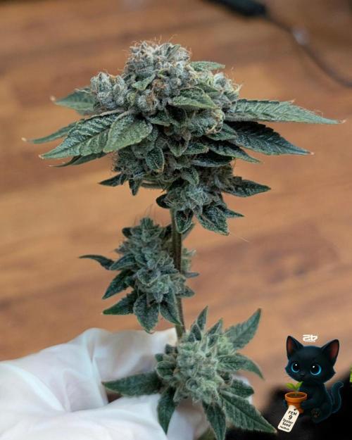 FEM 9 Photo Tester - Catlife420. Week 20 - 3-2
Day 129
Day 83