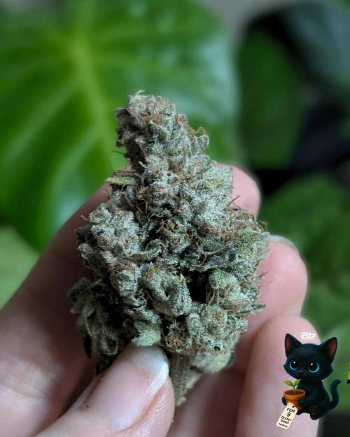 FEM 9 Photo Tester - Catlife420. Week 20 - 3-12
After dry and heading to cure