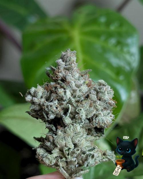FEM 9 Photo Tester - Catlife420. Week 20 - 3-12
After dry and heading to cure
