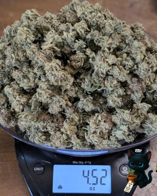 FEM 9 Photo Tester - Catlife420. Week 20 - 3-12
After dry and heading to cure