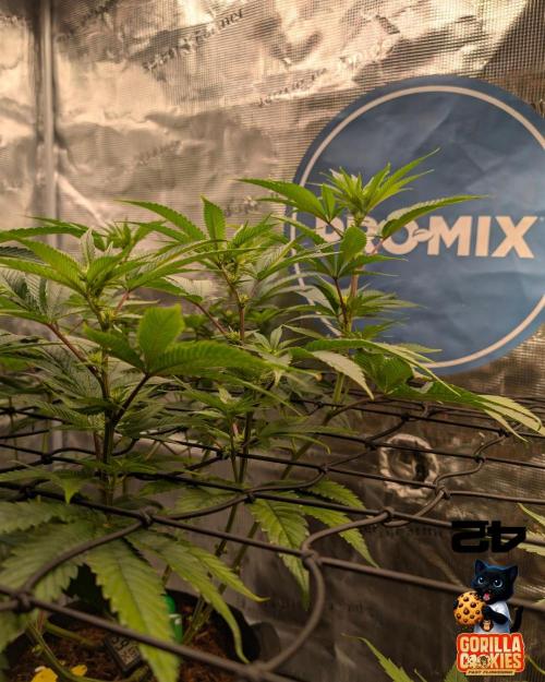 Fast Gorilla Cookies. Week 10