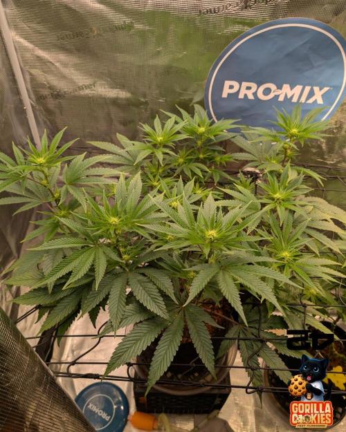 Fast Gorilla Cookies. Week 10
