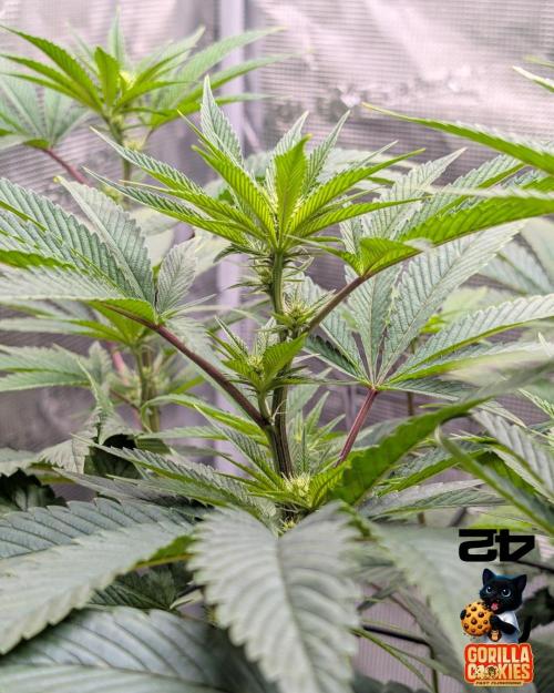 Fast Gorilla Cookies. Week 10