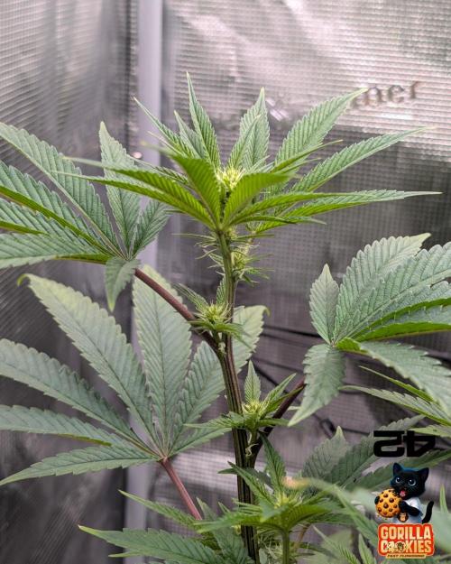 Fast Gorilla Cookies. Week 11