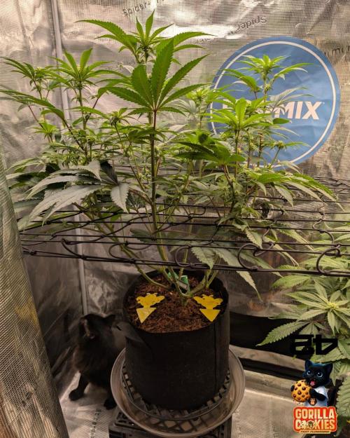 Fast Gorilla Cookies. Week 11