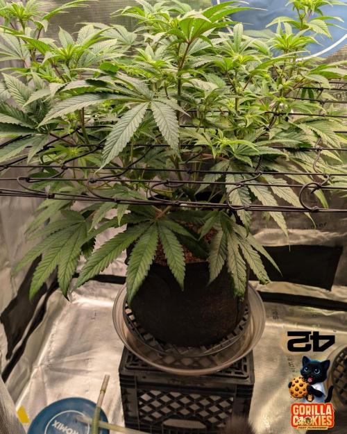 Fast Gorilla Cookies. Week 11
