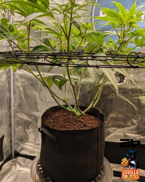 Fast Gorilla Cookies. Week 11
