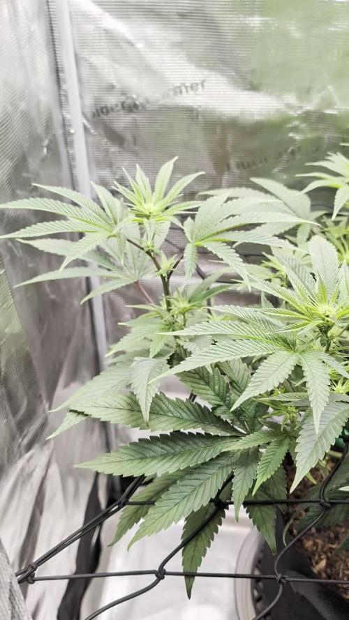 Fast Gorilla Cookies