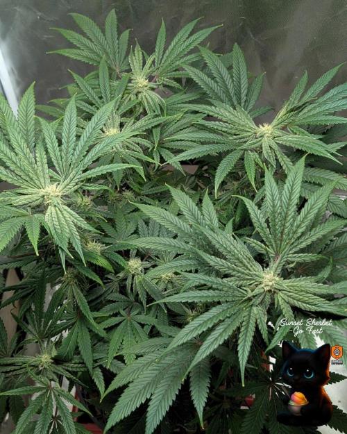 Sunset Sherbet GF (MY TURN) - Catlife420. Week 13 - 1-17  
Day 85  
Day 39