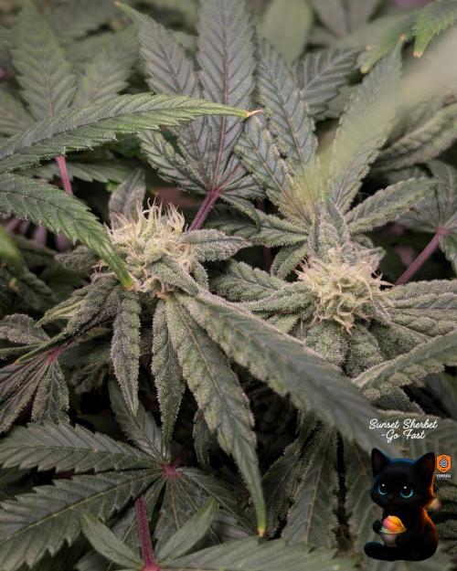 Sunset Sherbet GF (MY TURN) - Catlife420. Week 13 - 1-17  
Day 85  
Day 39