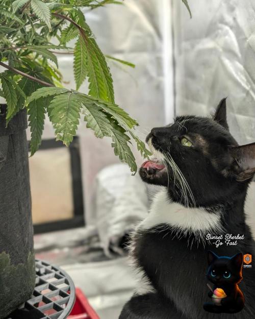 Sunset Sherbet GF (MY TURN) - Catlife420. Week 13 - 1-17  
Day 85  
Day 39
True