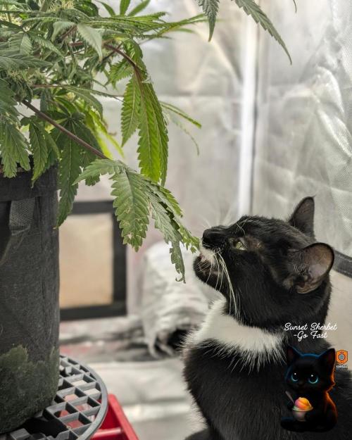 Sunset Sherbet GF (MY TURN) - Catlife420. Week 13 - 1-17  
Day 85  
Day 39
True