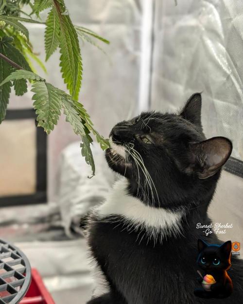 Sunset Sherbet GF (MY TURN) - Catlife420. Week 13 - 1-17  
Day 85  
Day 39
True