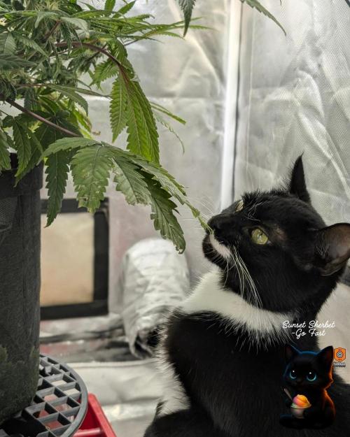 Sunset Sherbet GF (MY TURN) - Catlife420. Week 13 - 1-17  
Day 85  
Day 39
True
