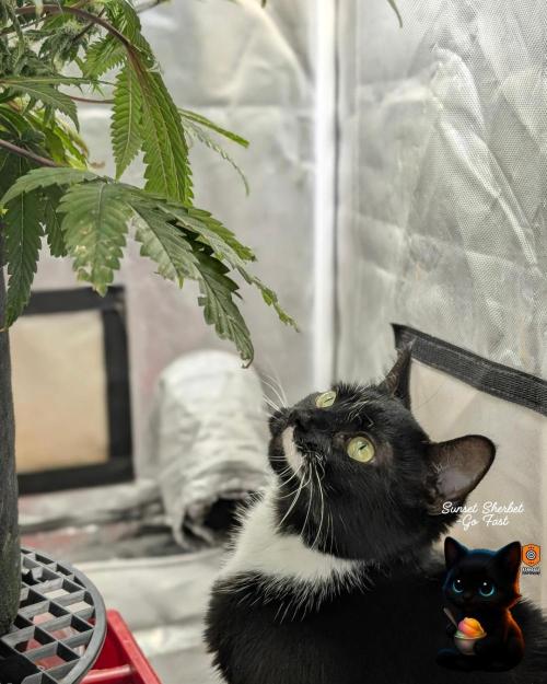 Sunset Sherbet GF (MY TURN) - Catlife420. Week 13 - 1-17  
Day 85  
Day 39
True