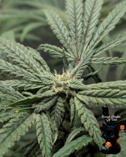 Sunset Sherbet GF (MY TURN) - Catlife420. Week 13 - 1-17  
Day 85  
Day 39