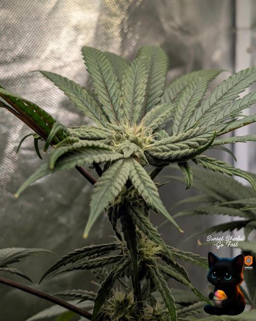 Sunset Sherbet GF (MY TURN) - Catlife420. Week 13 - 1-17  
Day 85  
Day 39