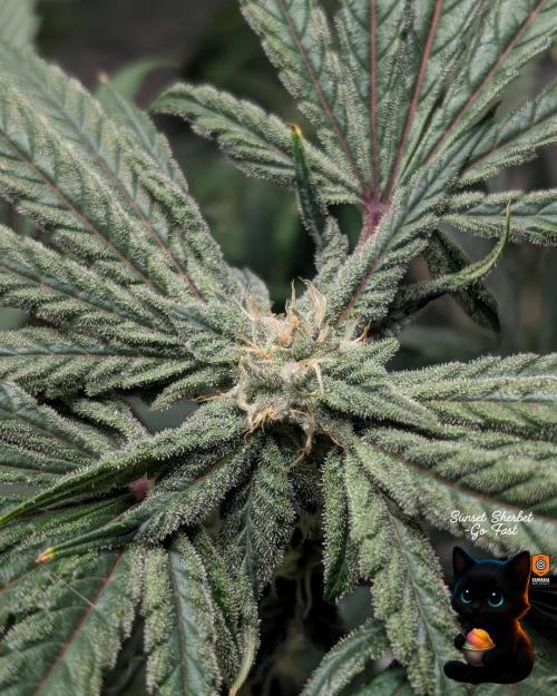 Sunset Sherbet GF (MY TURN) - Catlife420. Week 13 - 1-17  
Day 85  
Day 39