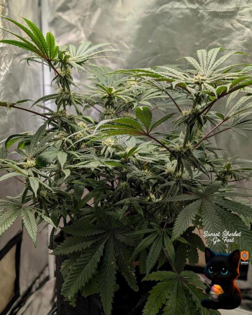 Sunset Sherbet GF (MY TURN) - Catlife420. Week 13 - 1-17  
Day 85  
Day 39
