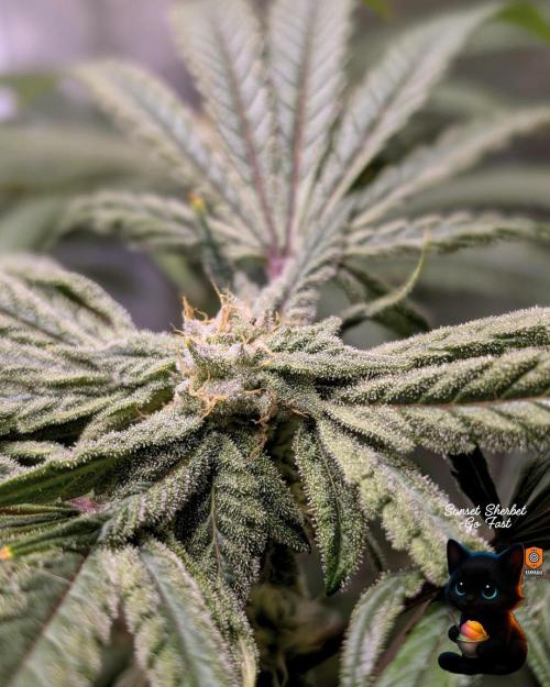 Sunset Sherbet GF (MY TURN) - Catlife420. Week 13 - 1-20  
Day 88  
Day 42