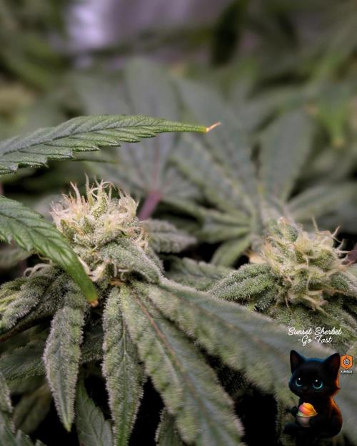 Sunset Sherbet GF (MY TURN) - Catlife420. Week 13 - 1-20  
Day 88  
Day 42
