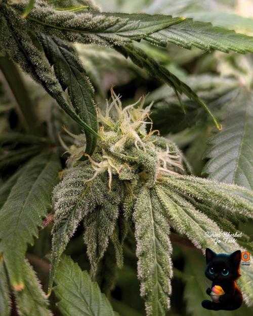Sunset Sherbet GF (MY TURN) - Catlife420. Week 13 - 1-20  
Day 88  
Day 42