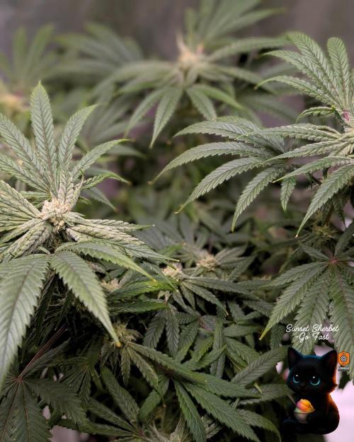 Sunset Sherbet GF (MY TURN) - Catlife420. Week 13 - 1-20  
Day 88  
Day 42