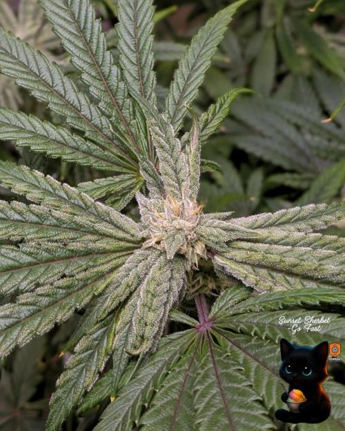 Sunset Sherbet GF (MY TURN) - Catlife420. Week 13 - 1-20  
Day 88  
Day 42