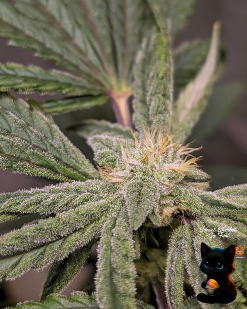 Sunset Sherbet GF (MY TURN) - Catlife420. Week 13 - 1-20  
Day 88  
Day 42