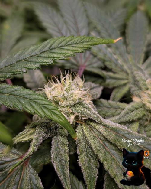 Sunset Sherbet GF (MY TURN) - Catlife420. Week 13 - 1-20  
Day 88  
Day 42
