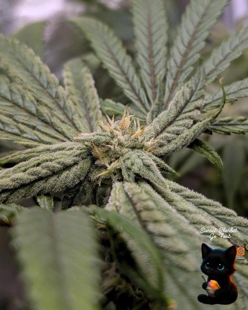 Sunset Sherbet GF (MY TURN) - Catlife420. Week 13 - 1-20  
Day 88  
Day 42